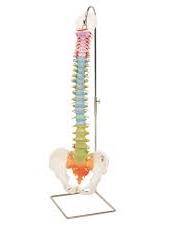 DIDACTIC FLEXIBLE SPINE 